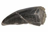 Rare, Megalosaurid (Marshosaurus) Tooth - Colorado #218316-1